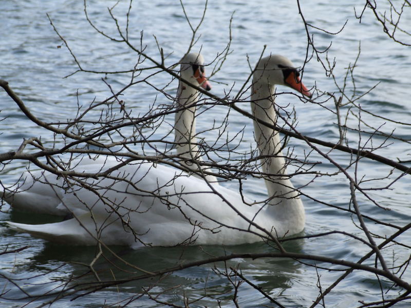 ....mein lieber Schwan"