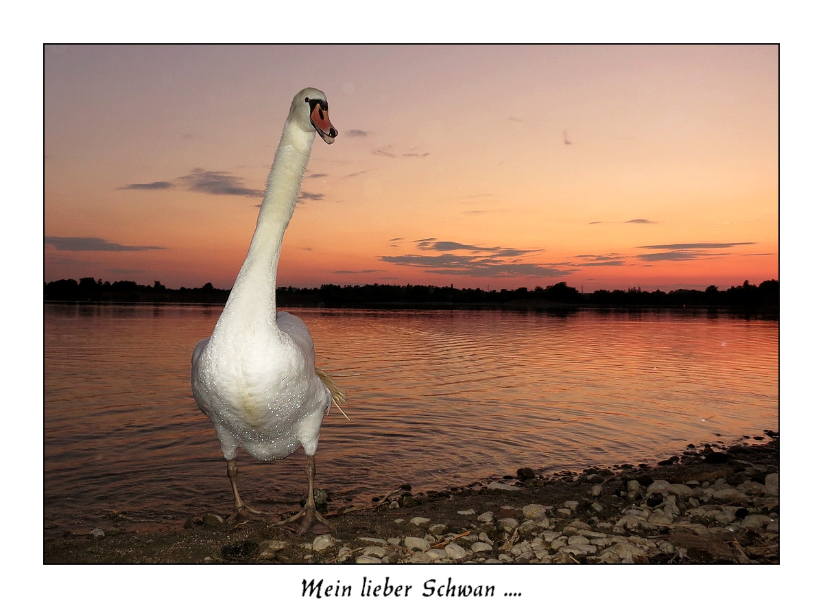 Mein lieber Schwan .....