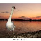 Mein lieber Schwan .....