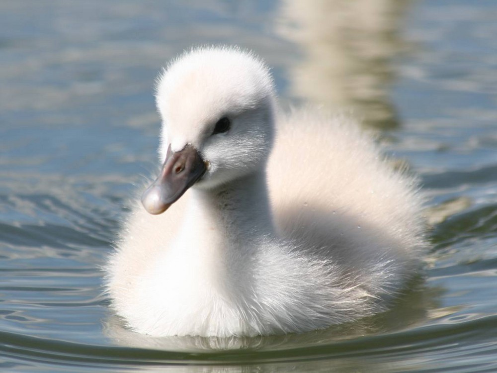 Mein lieber Schwan ...