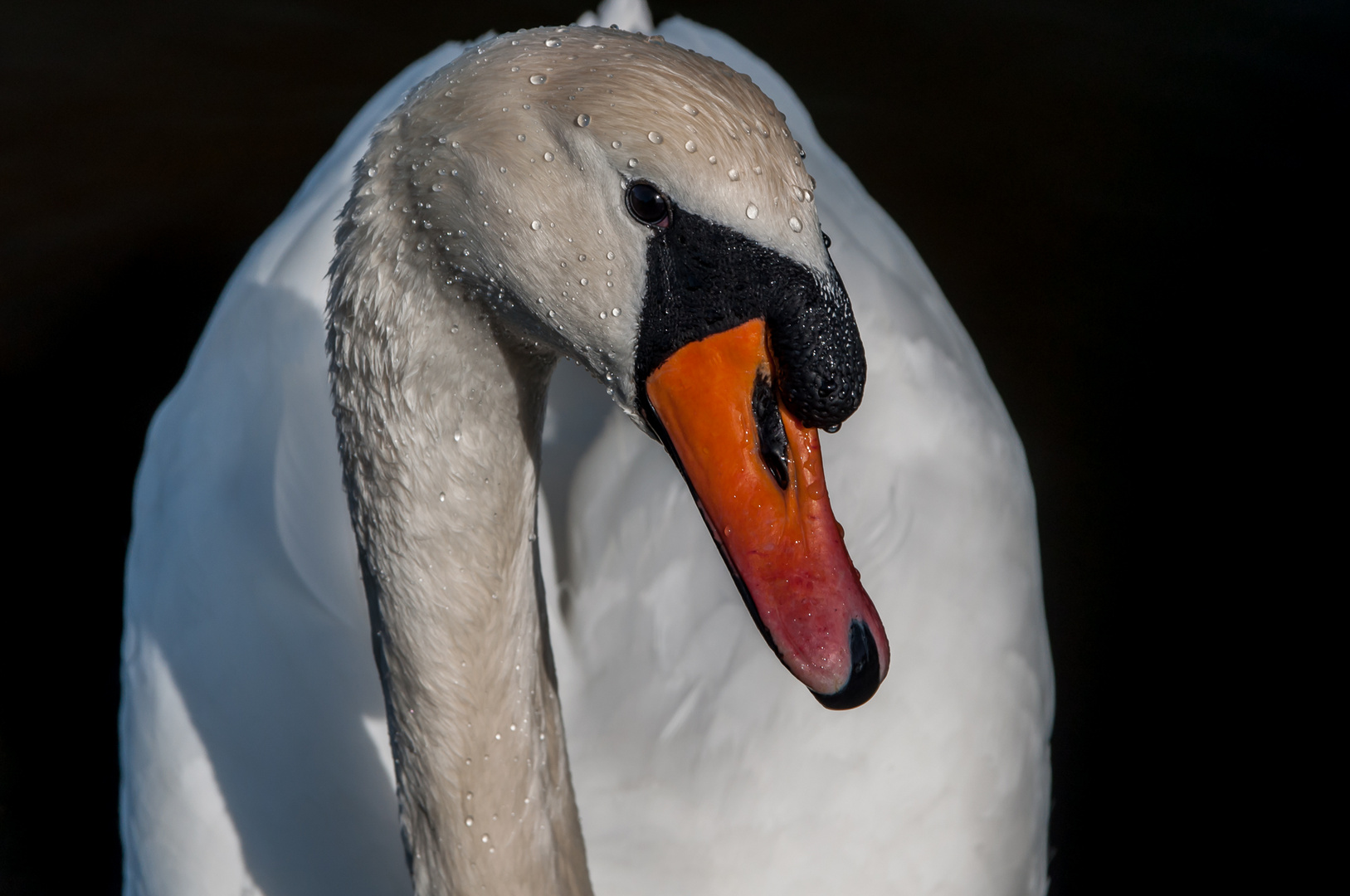 Mein lieber Schwan