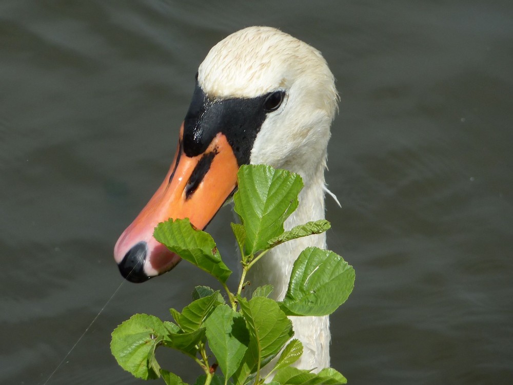 Mein lieber Schwan