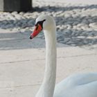 mein lieber Schwan