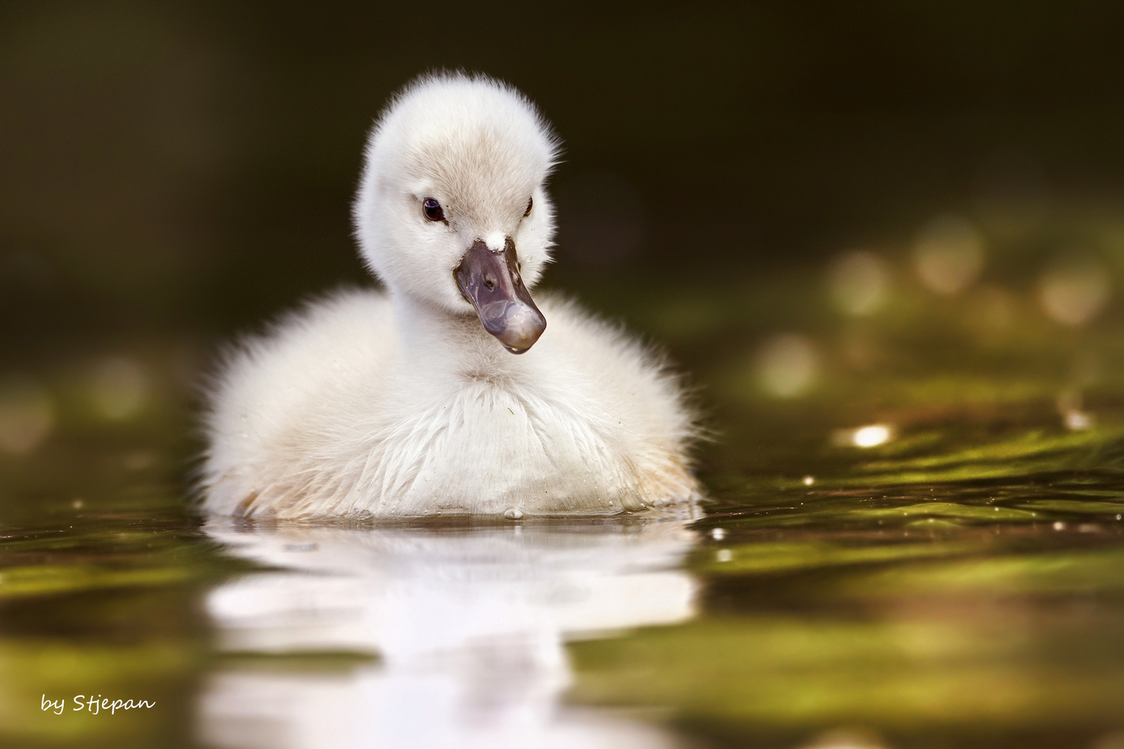 Mein lieber Schwan