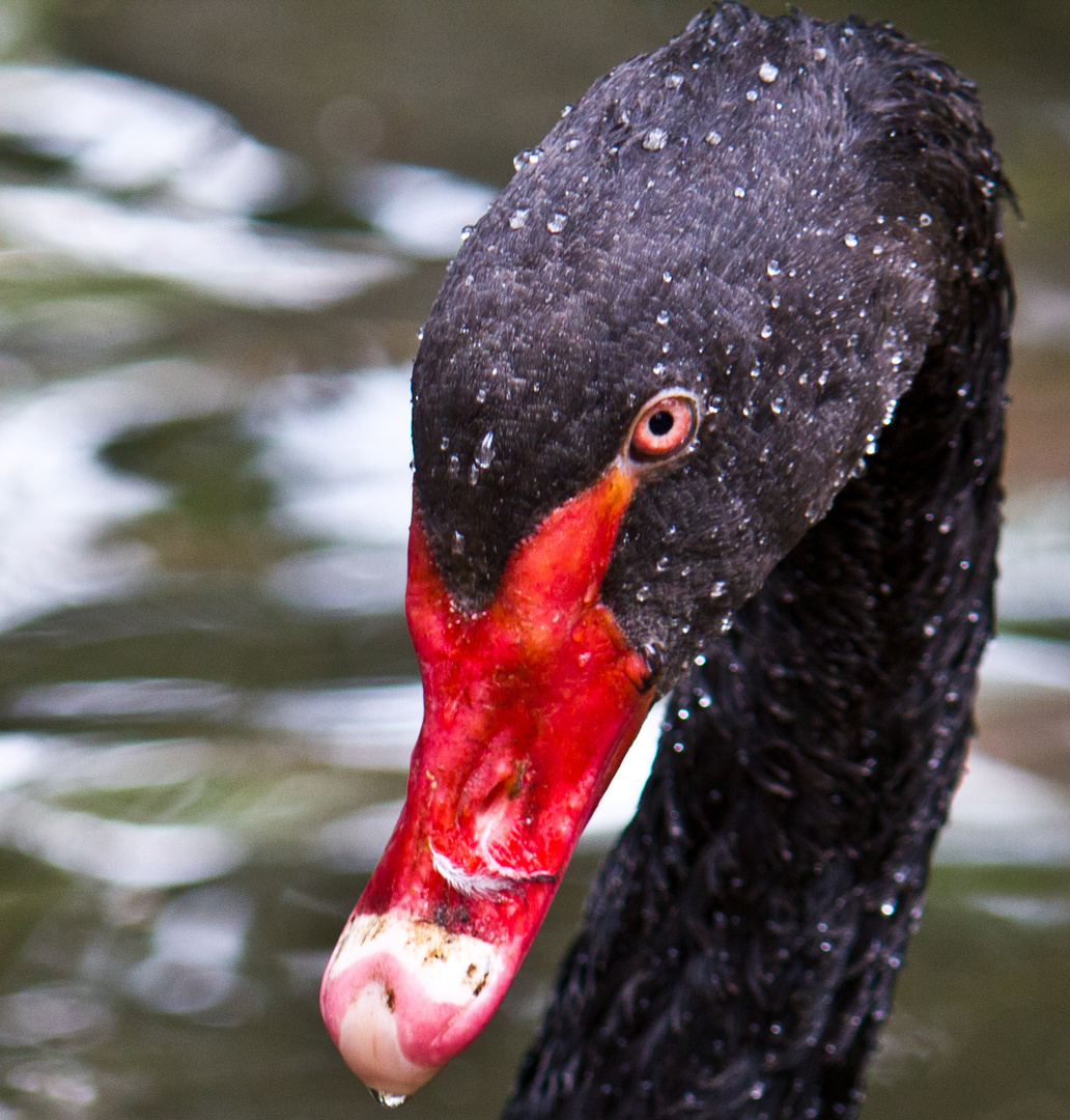 Mein lieber Schwan........