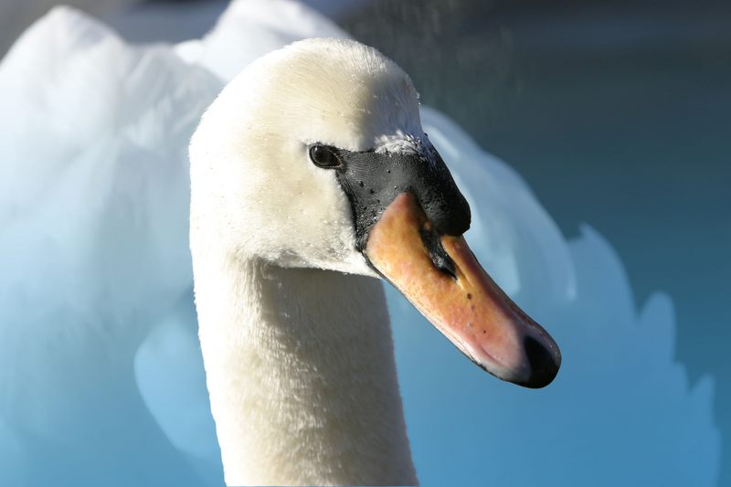 Mein lieber Schwan...