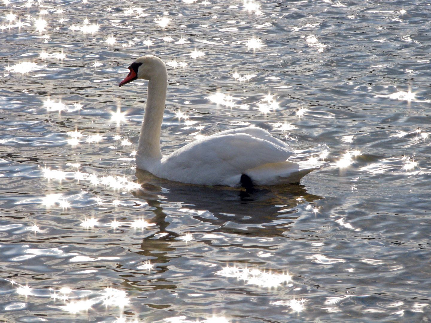 Mein lieber Schwan ...