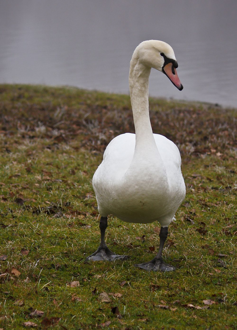 Mein lieber Schwan