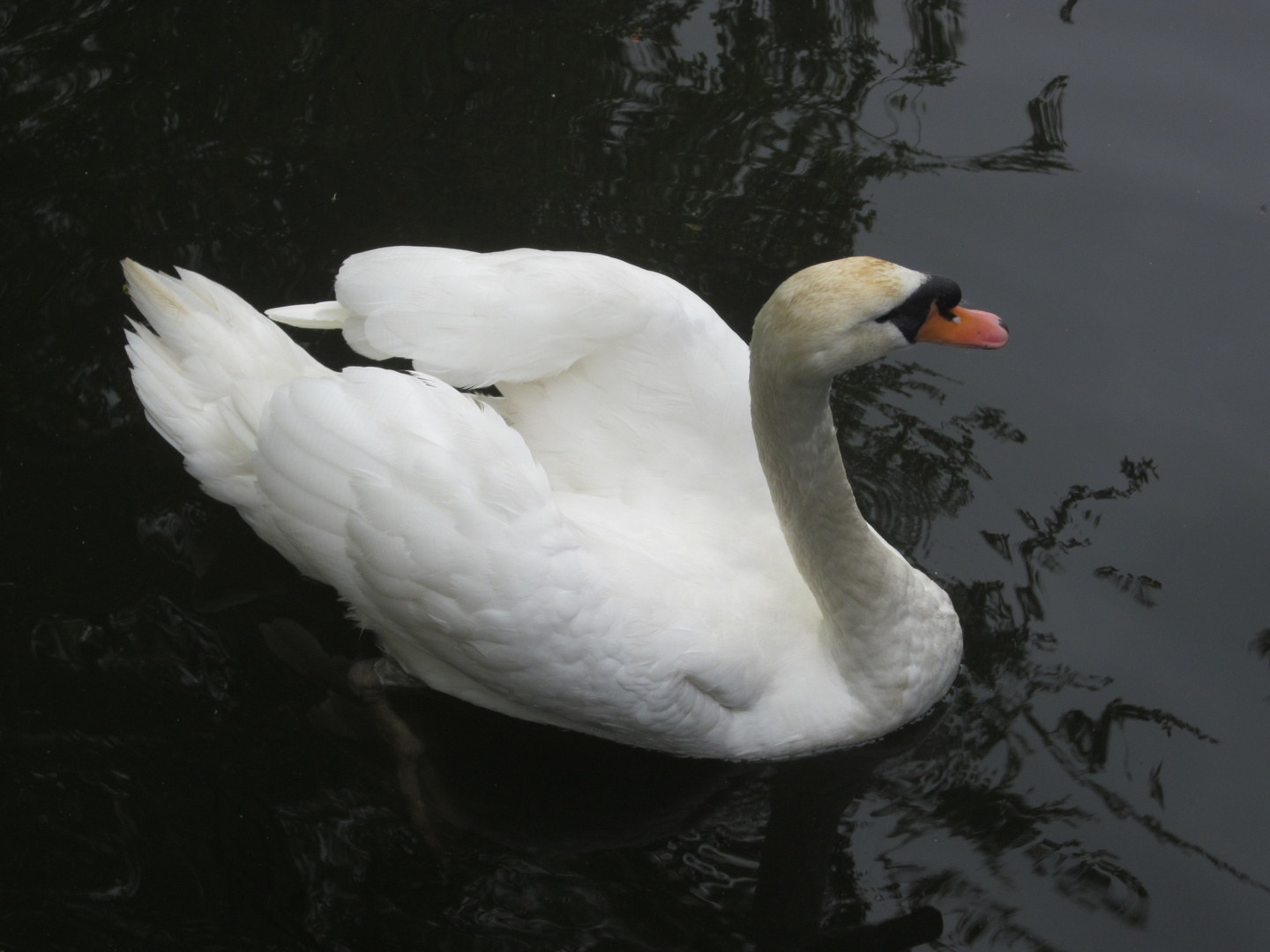 .. mein lieber SCHWAN ..