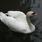 .. mein lieber SCHWAN ..