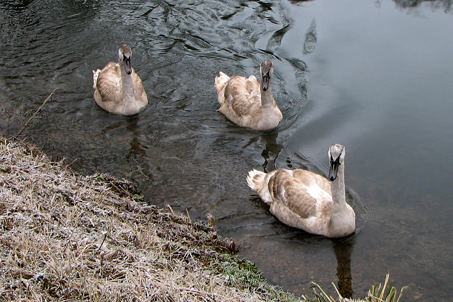 mein lieber Schwan