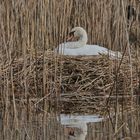 Mein lieber Schwan