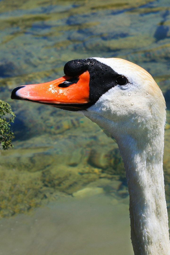 mein lieber Schwan