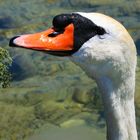 mein lieber Schwan