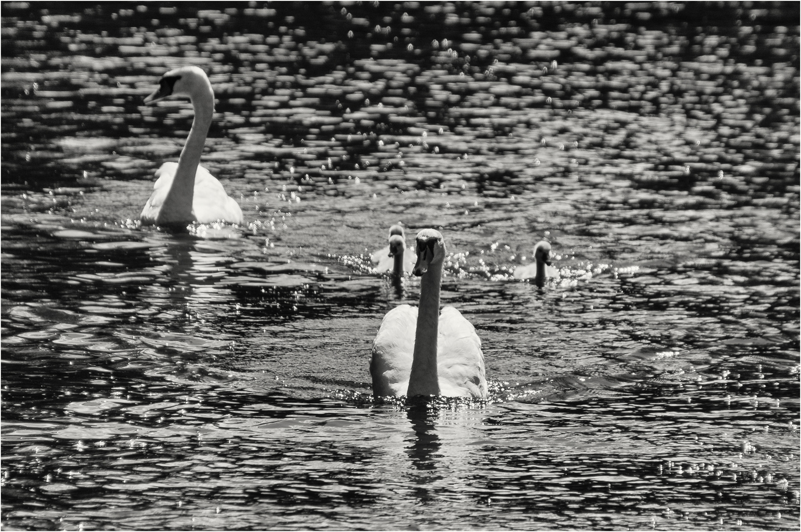 Mein lieber Schwan...