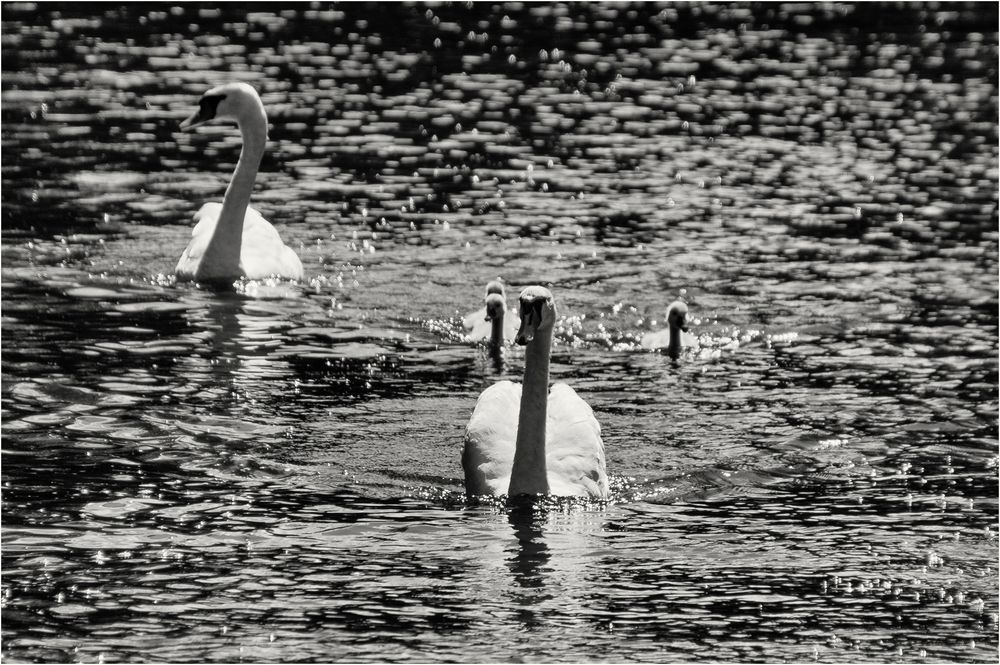 Mein lieber Schwan...