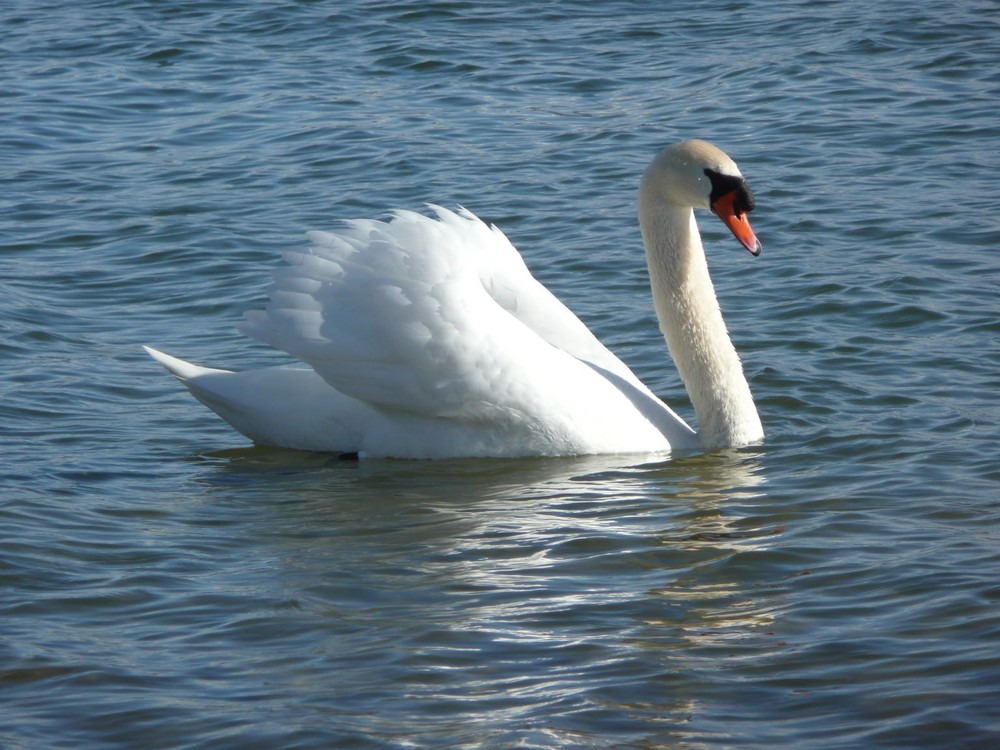 Mein lieber Schwan