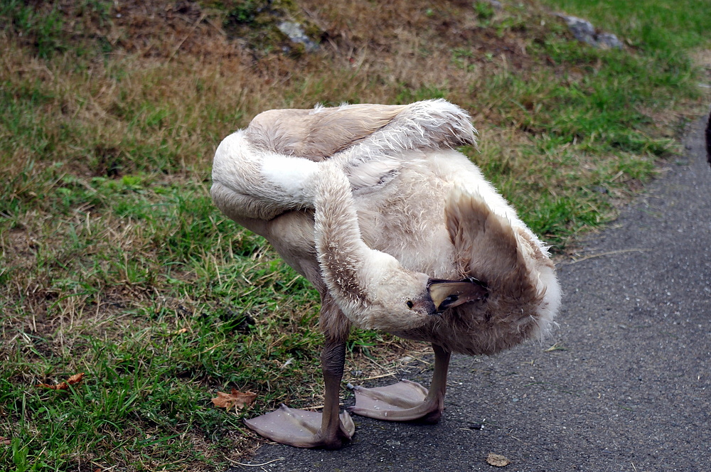 Mein Lieber Schwan...