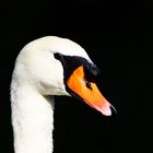 Mein lieber Schwan