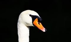 Mein lieber Schwan