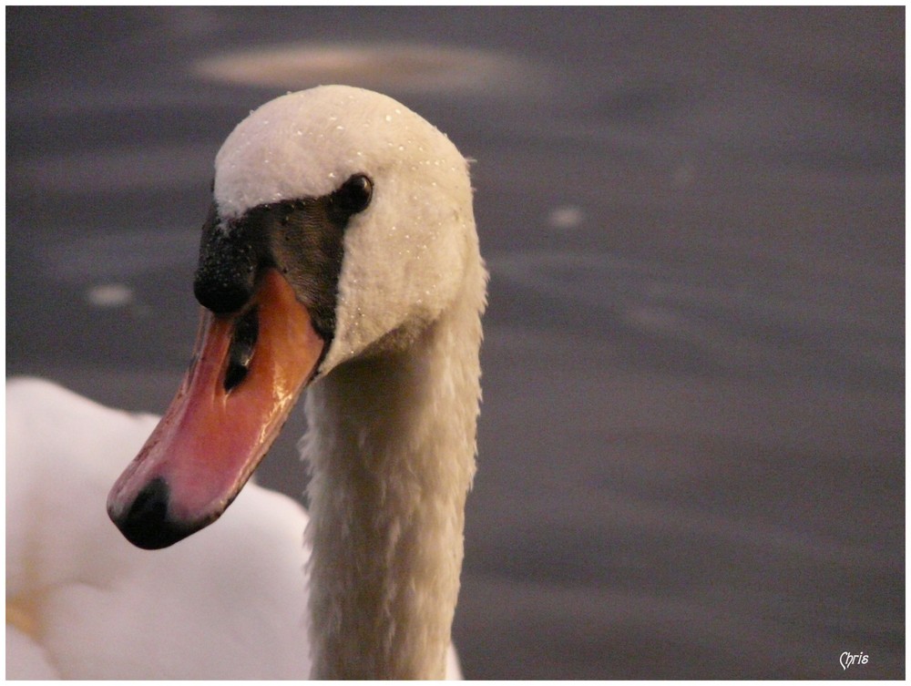 Mein lieber Schwan