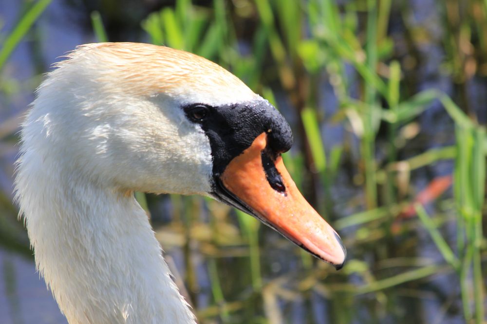 mein lieber Schwan