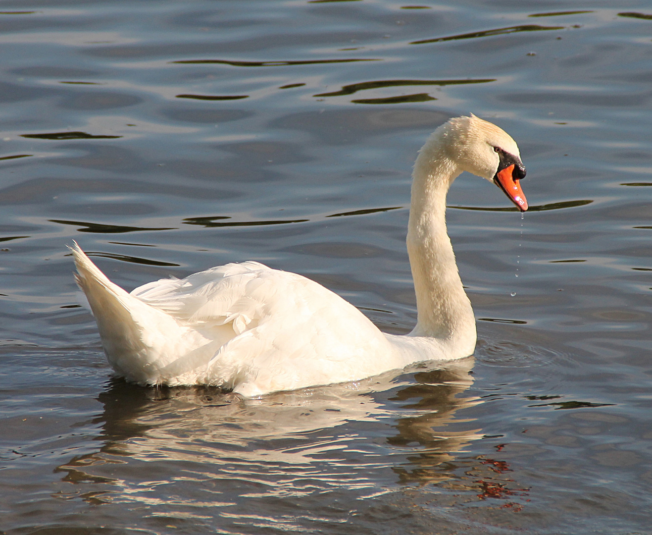 Mein lieber Schwan...