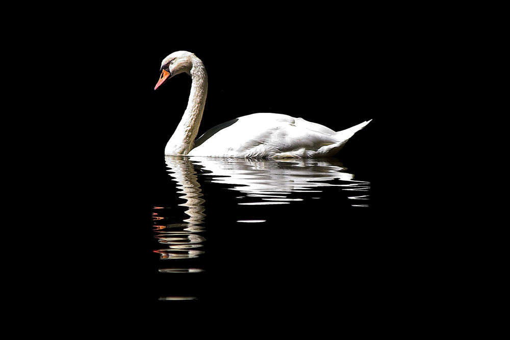 Mein lieber Schwan