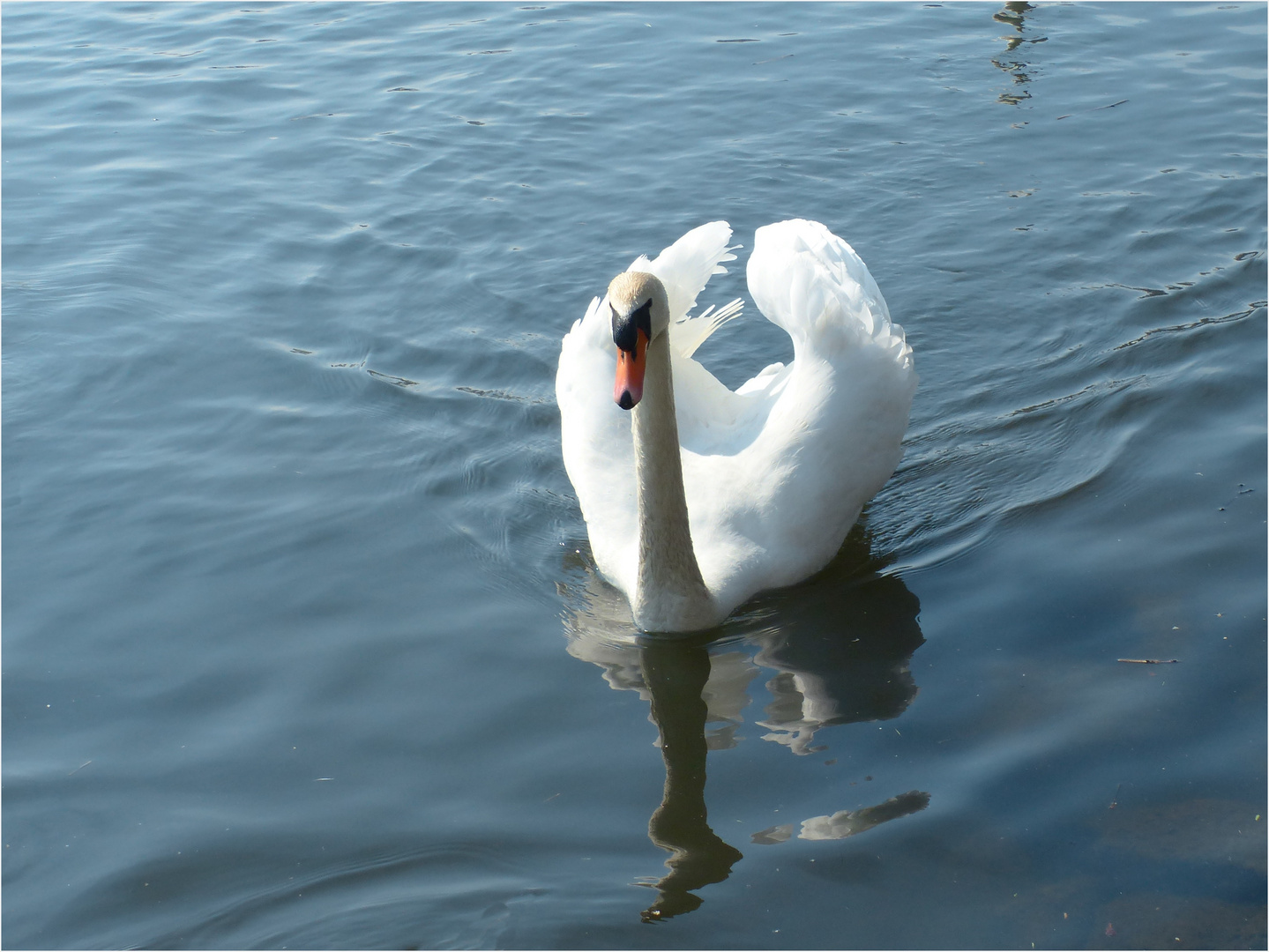 mein lieber Schwan