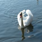 mein lieber Schwan