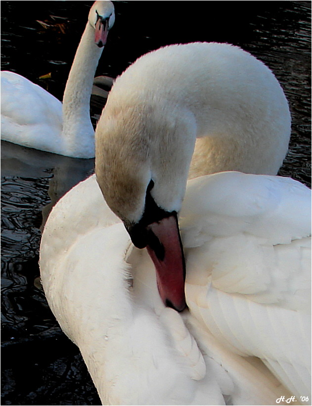 Mein lieber Schwan...