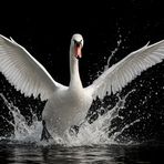 Mein lieber Schwan