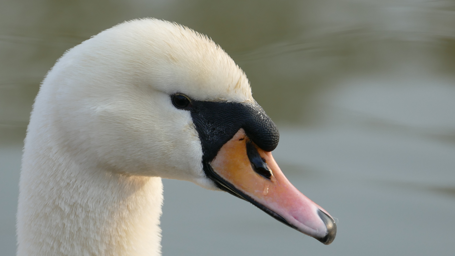 mein lieber Schwan