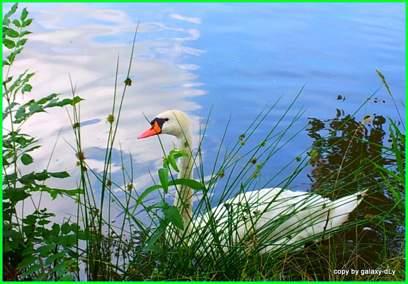 "Mein lieber Schwan"