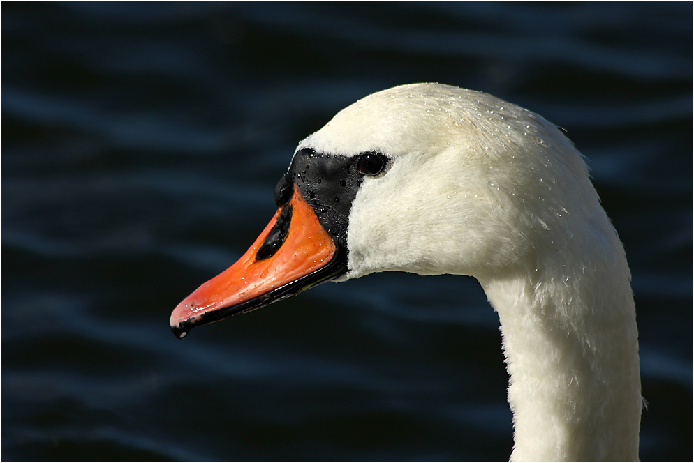 Mein lieber Schwan