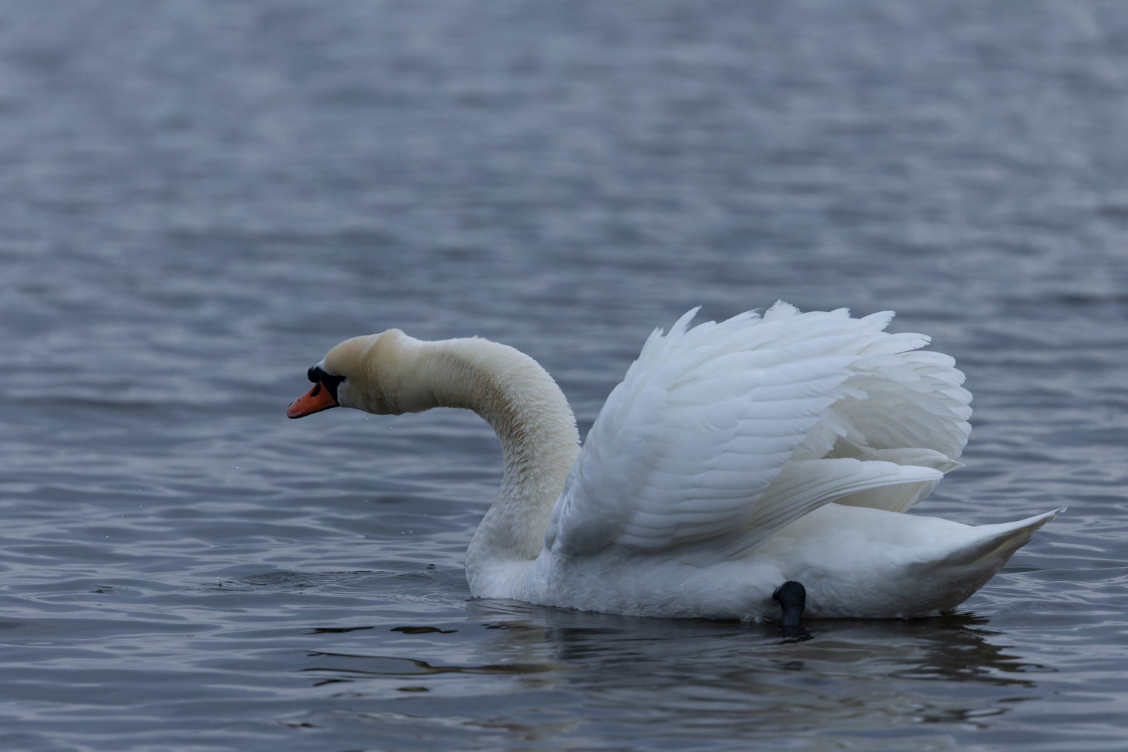 mein lieber Schwan