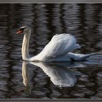 mein lieber Schwan