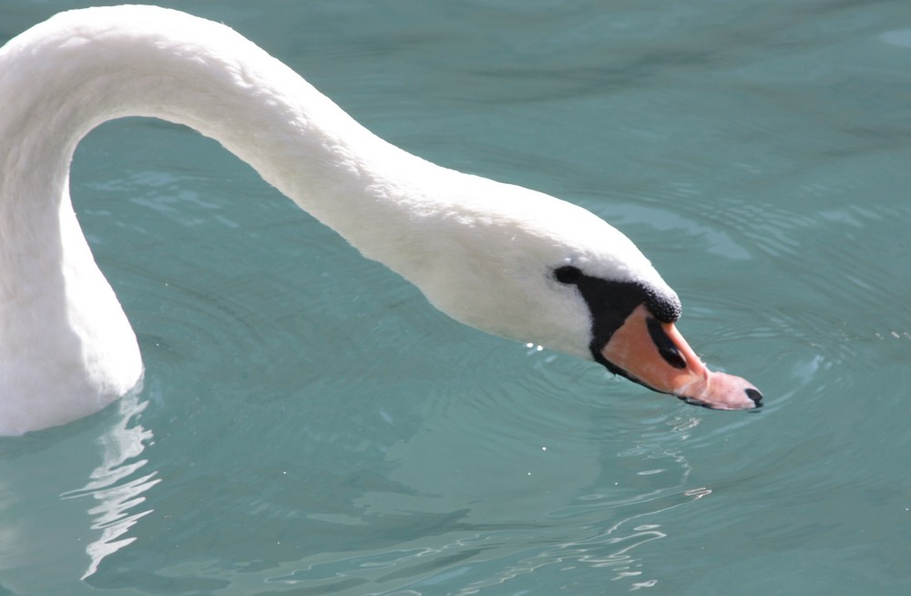 Mein lieber Schwan!