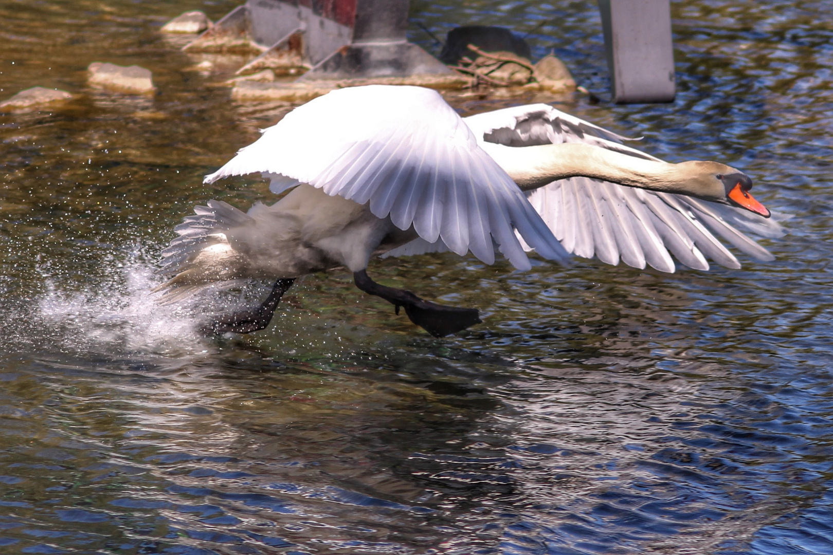 Mein lieber Schwan...