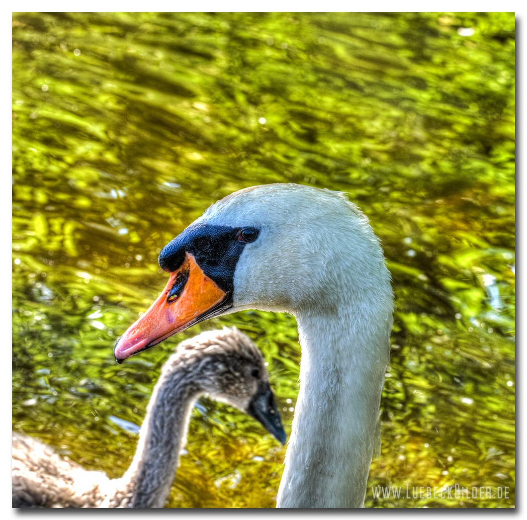 Mein lieber Schwan