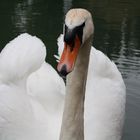 Mein lieber Schwan