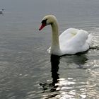 Mein lieber Schwan...