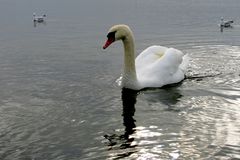 Mein lieber Schwan...