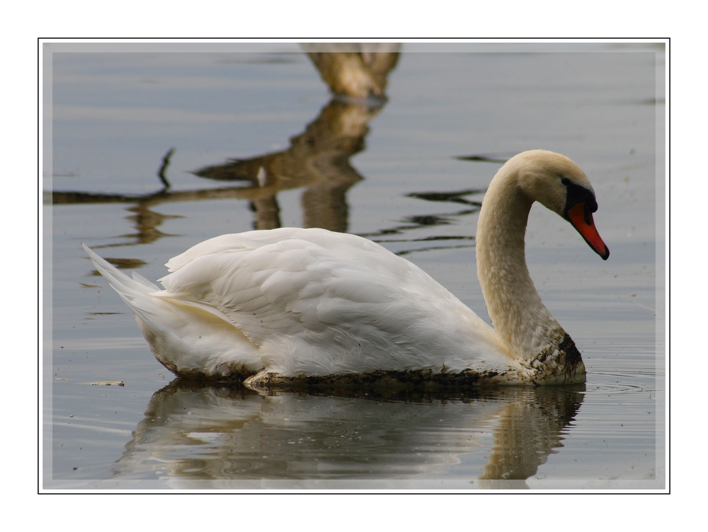 mein lieber Schwan...