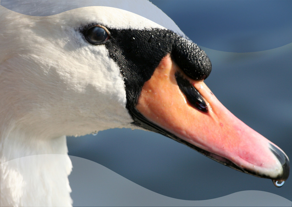 Mein lieber Schwan