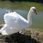 Mein lieber Schwan.......