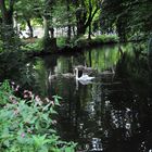 "Mein lieber Schwan"