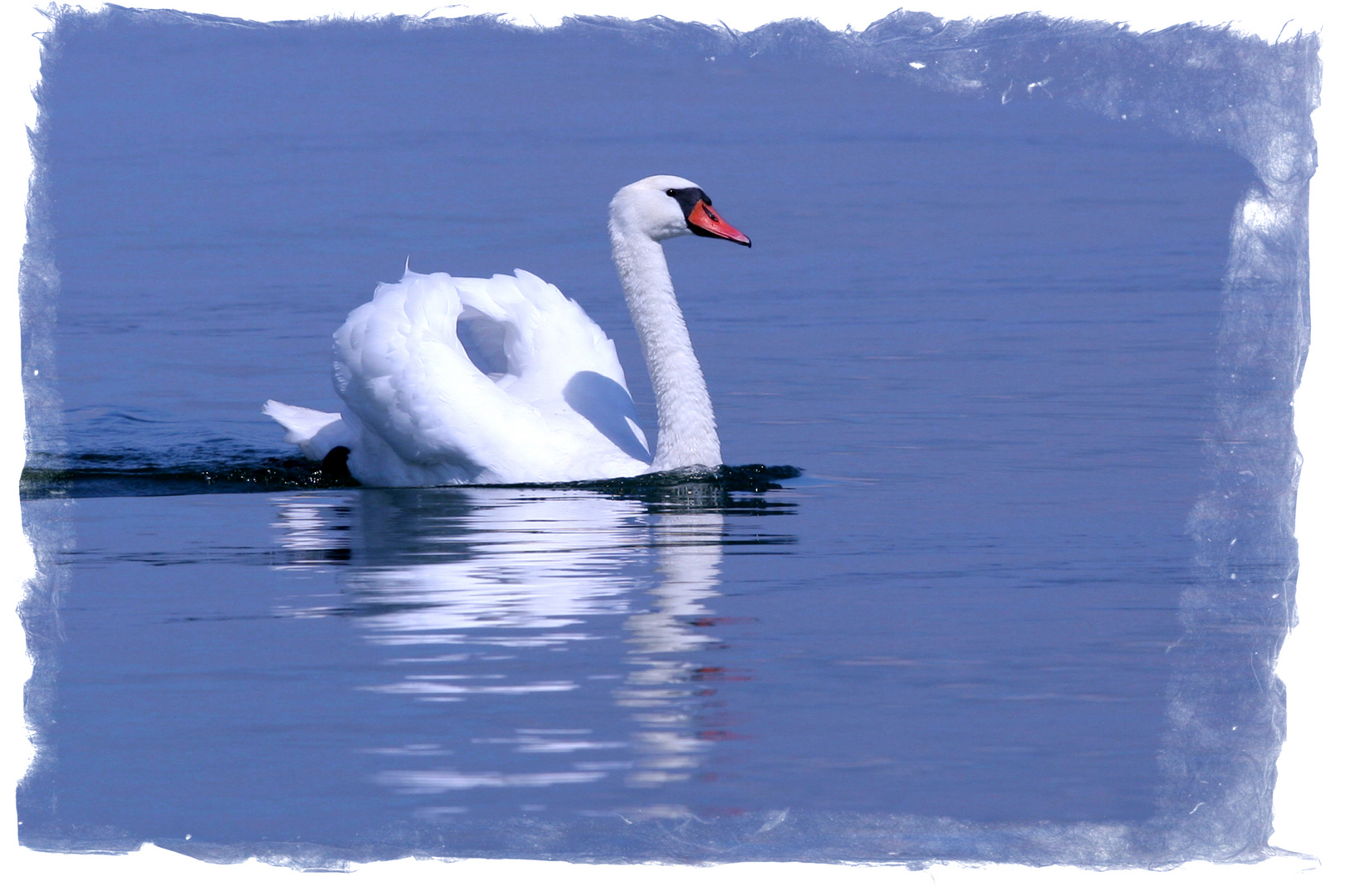 Mein lieber Schwan