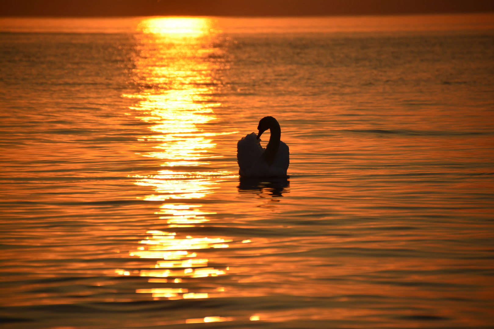 Mein lieber Schwan