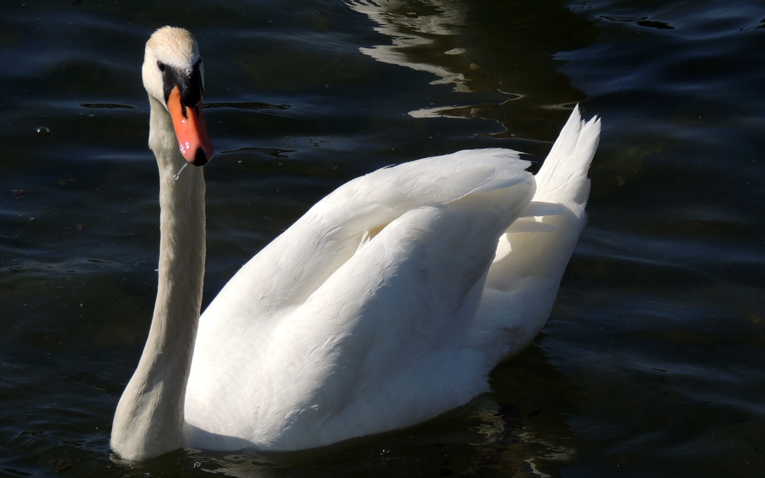 Mein lieber Schwan :-))